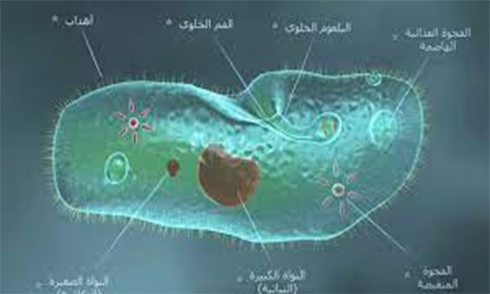 يتحرك البرامسيوم بواسطة