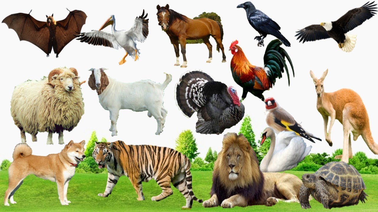ما التصنيف الذي يشمل اقل عدد من المخلوقات الحية